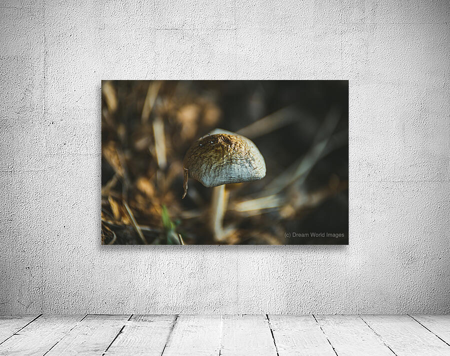 Montana Ranch Shroom: Majestic Mane Mushroom Wall Preview