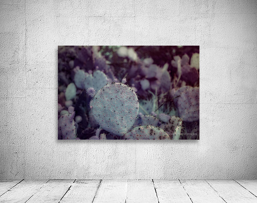 Desert Shadows: Purple Infrared Texas Cactus Wall Preview