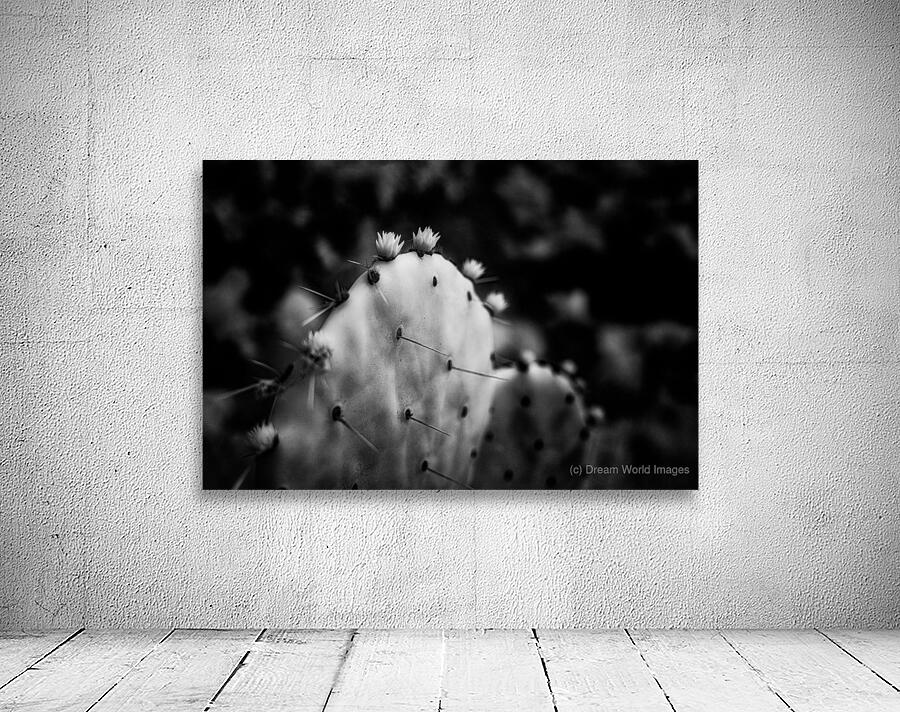 Ink and Thorn: Capturing the Essence of Texas Cacti Wall Preview