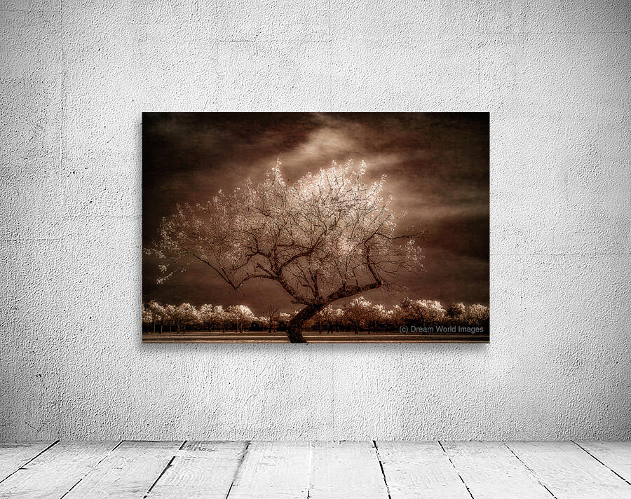  Twilight Tranquility: Capturing Natures Crown Light Splendor Wall Preview