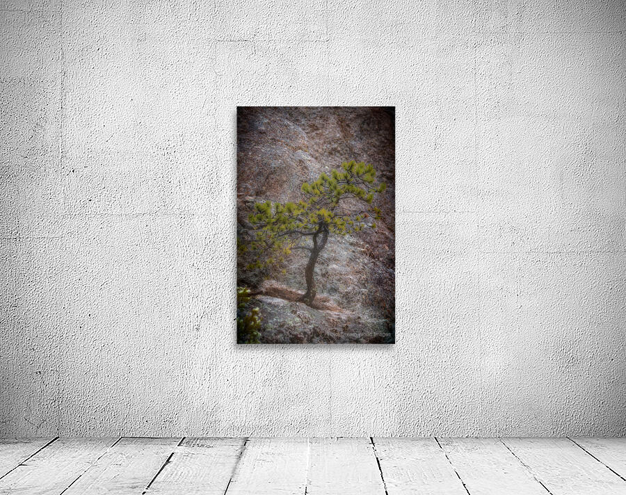 Solitary Pine on Granite: A Snapshot of Sylvan Lakes Tranquility Wall Preview