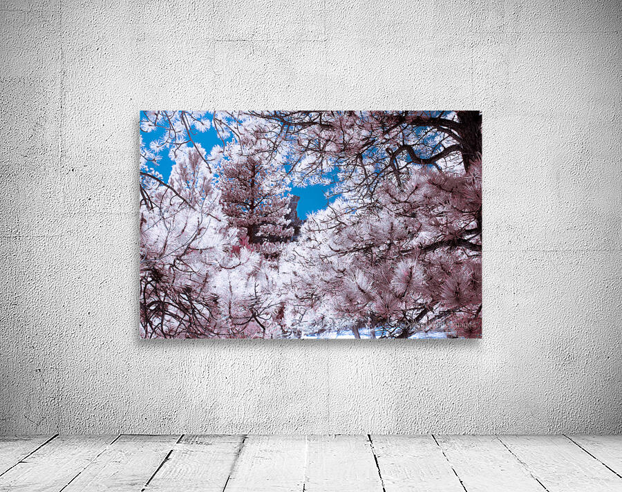 Chautauqua Chronicles: Pink Frame Wall Preview