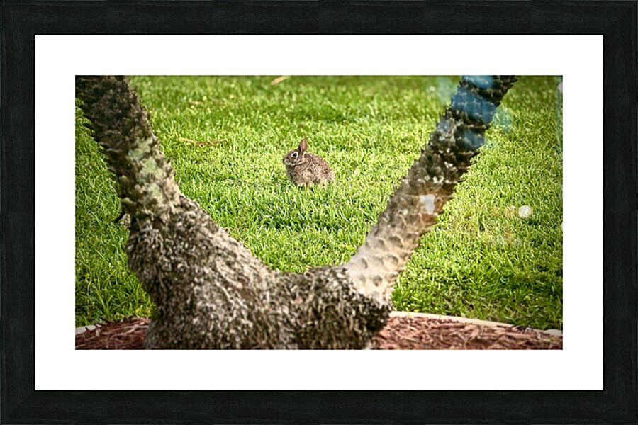 The Watchful Eye  by rongraywolflevinephotoart