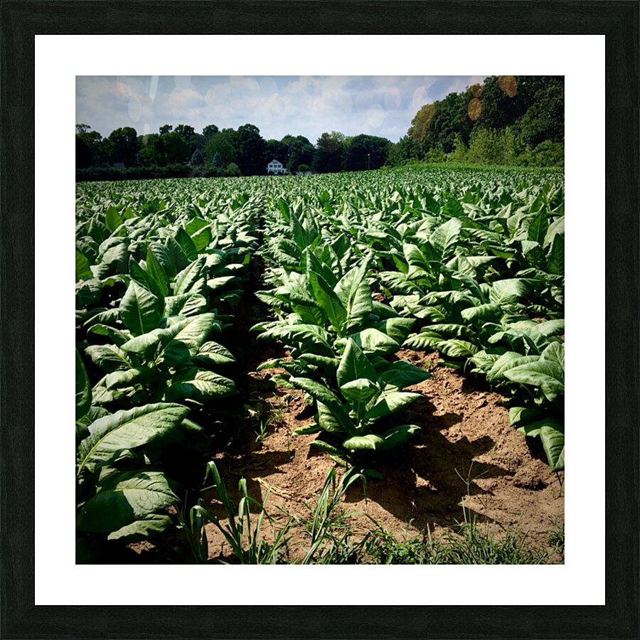 Tobacco Fields of Heritage by rongraywolflevinephotoart