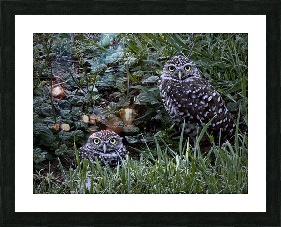 Eyes of the Burrow by rongraywolflevinephotoart