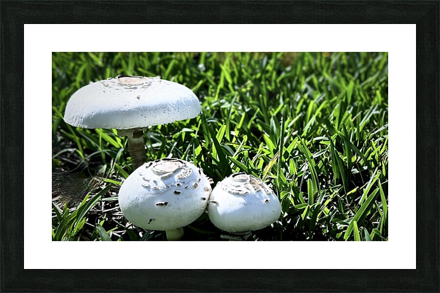 Mushroom Trio Goes Wild — Overlooked No More by rongraywolflevinephotoart
