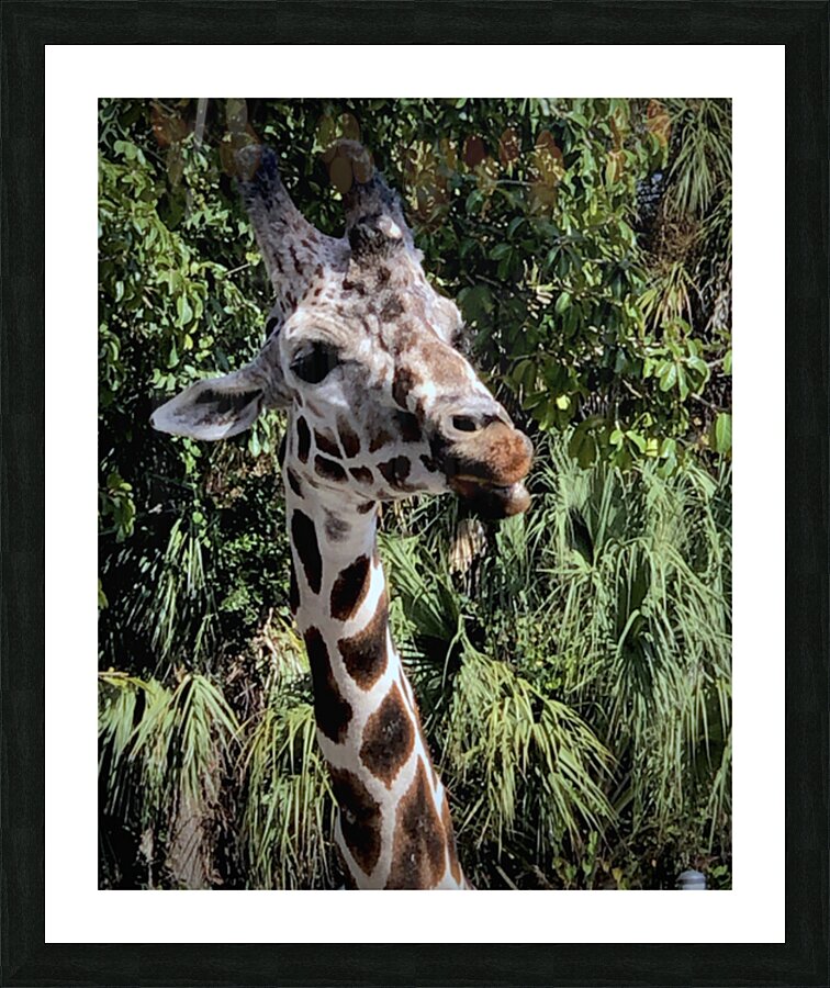 Its Snack Time — One Giraffe Neck Above the Rest by rongraywolflevinephotoart