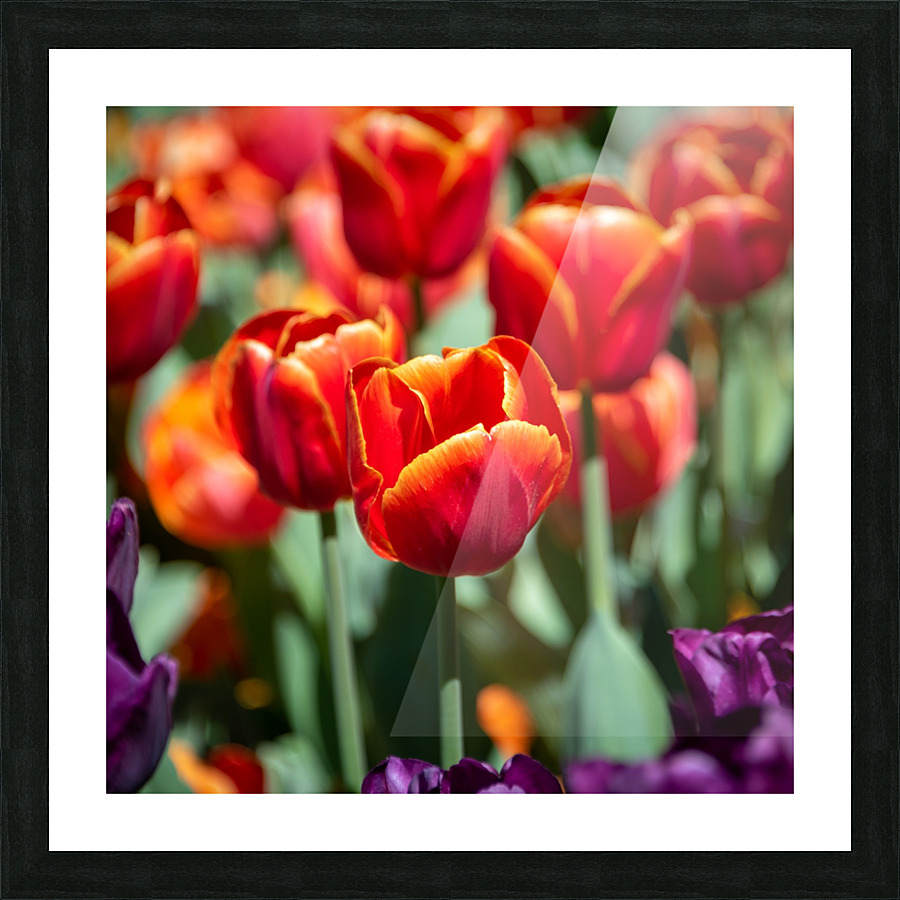  Red Tulips Picture Frame print