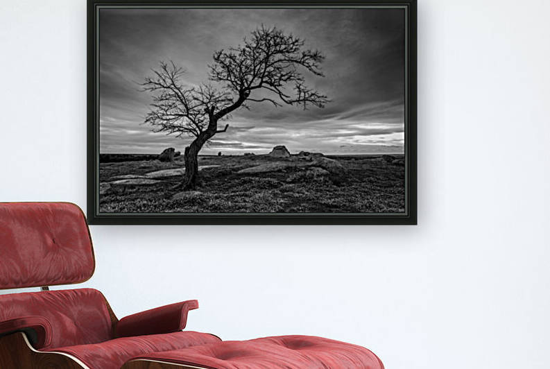 Wind swept tree moody sky by Grant Cookson