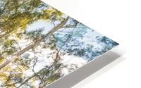 Magic forest circle HD Metal print