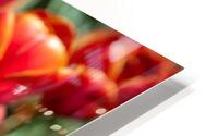  Red Tulips HD Metal print