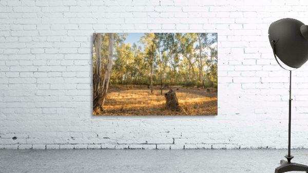 Magic forest circle Wall Preview