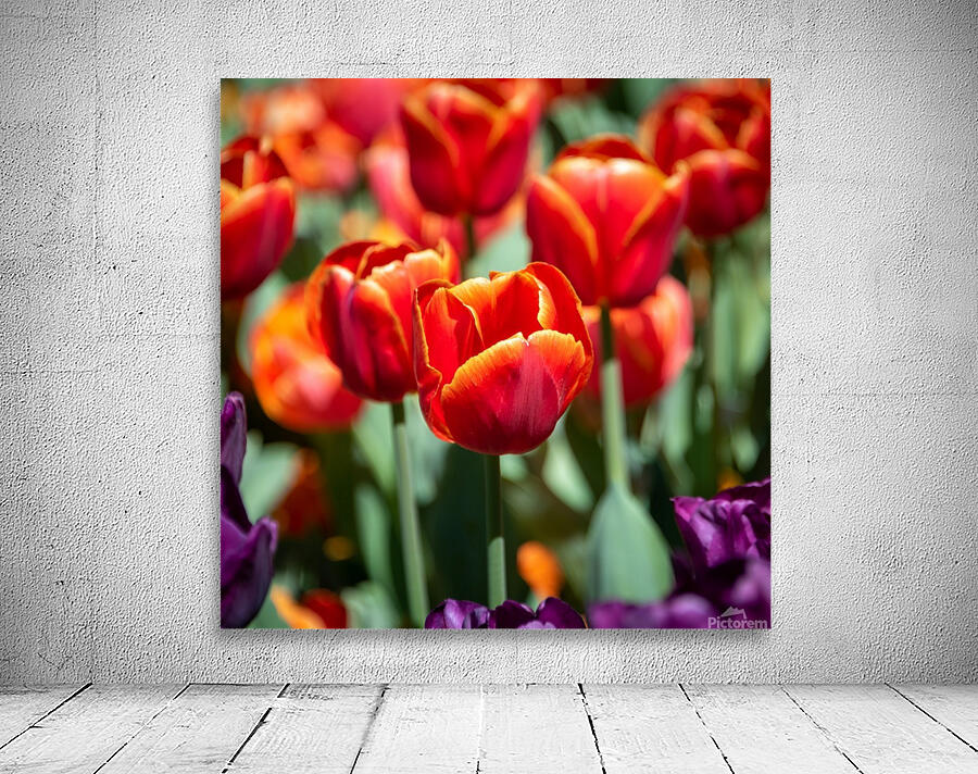  Red Tulips Wall Preview