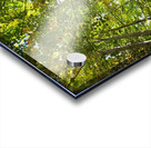 Forest Bathing Acrylic print