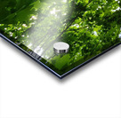 Maple Canopy Acrylic print
