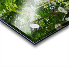 So Many Wishes Acrylic print