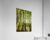 Forest Bathing Acrylic Print