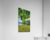 Maple Canopy Acrylic Print