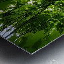 Maple Canopy Metal print