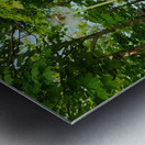 So Many Wishes Metal print