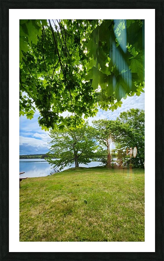 Maple Canopy Picture Frame print