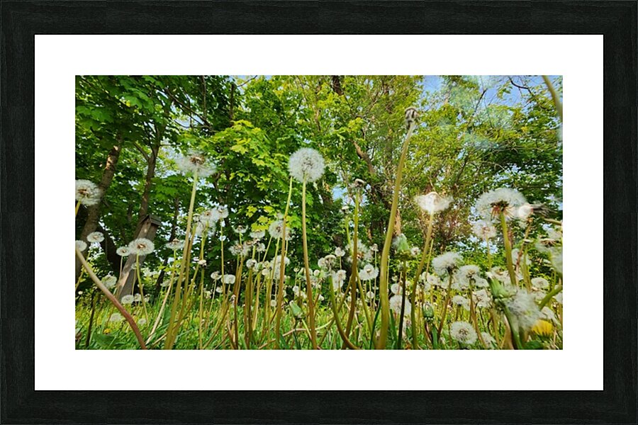 So Many Wishes Picture Frame print