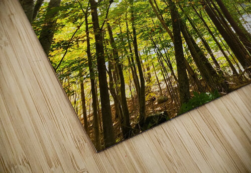 Forest Bathing Lenscapes Laura Titus puzzle