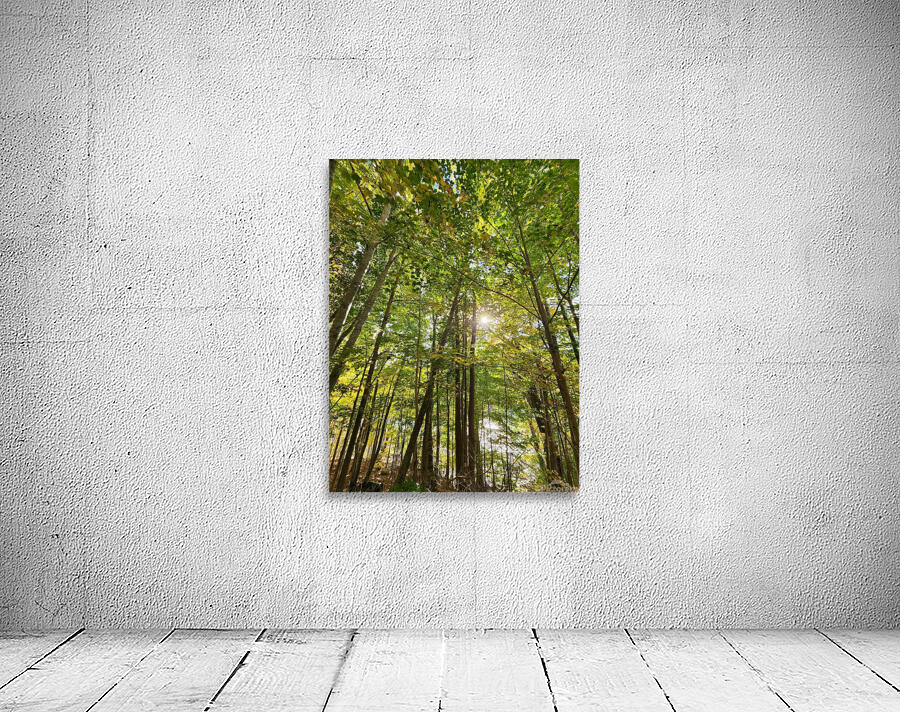 Forest Bathing Wall Preview