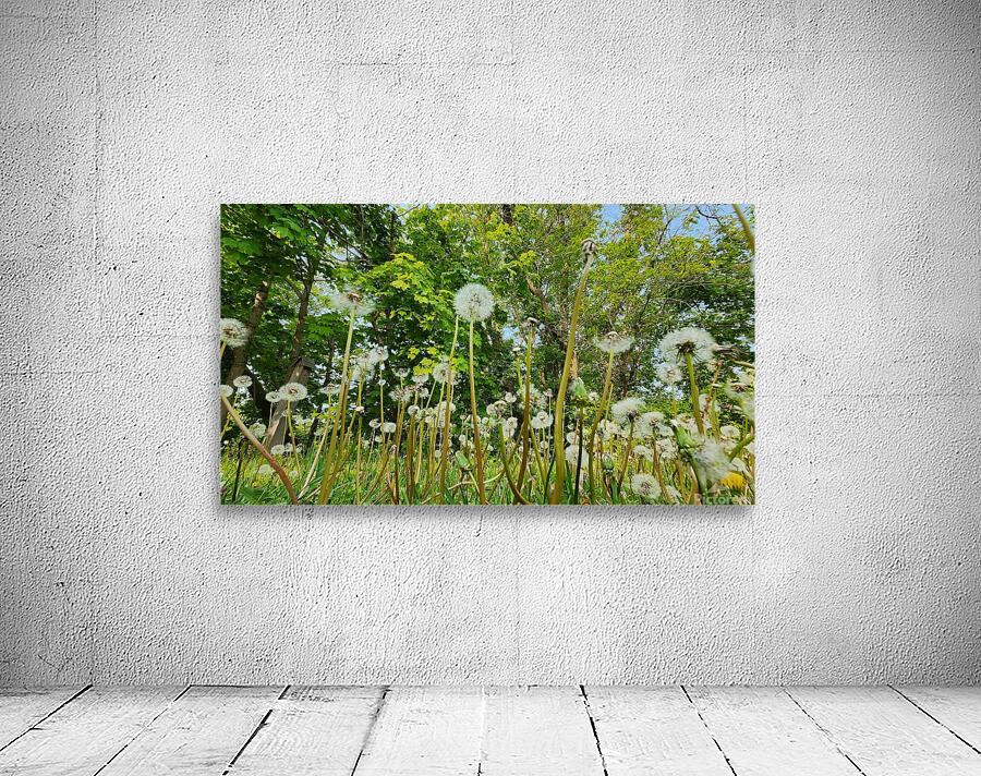 So Many Wishes Wall Preview