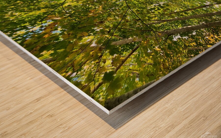 Forest Bathing Wood print