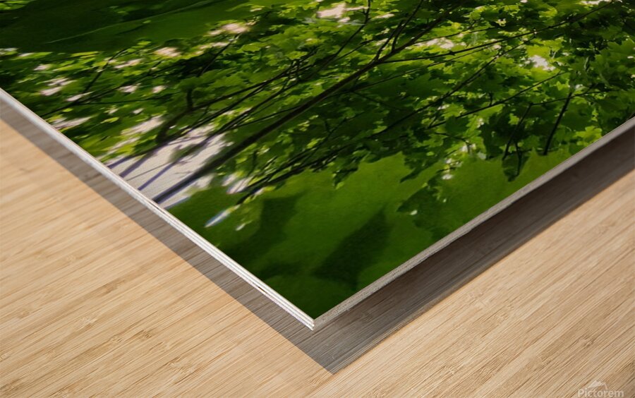 Maple Canopy Wood print