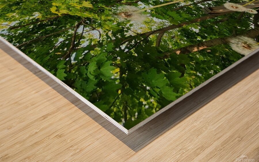 So Many Wishes Wood print