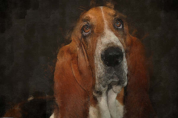 Basset Hound Portrait Digital Download