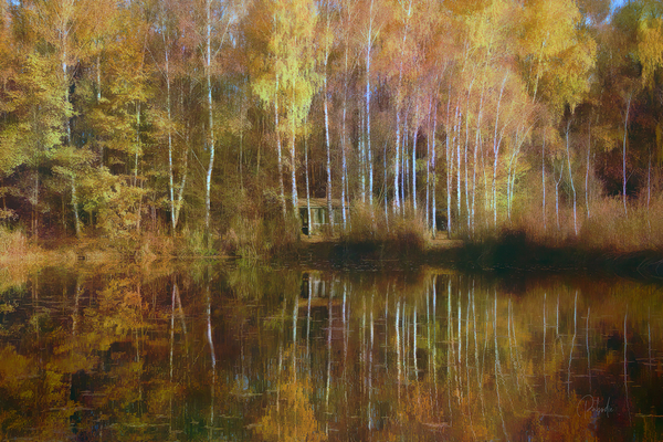 Birch Cabin Lake Reflections Digital Download