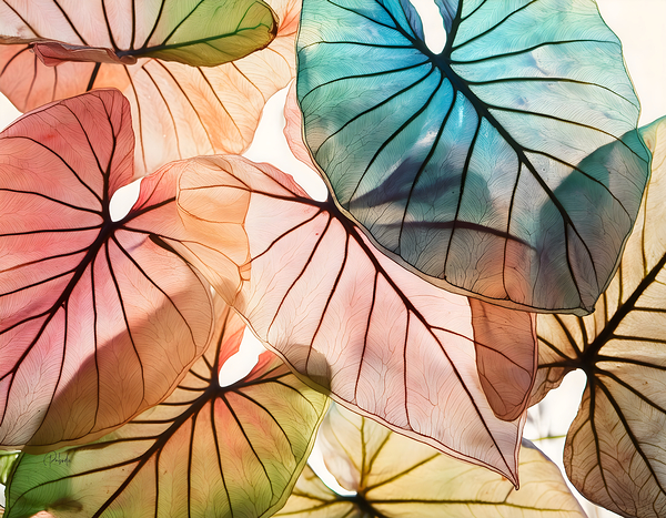 Caladium Colors I Digital Download