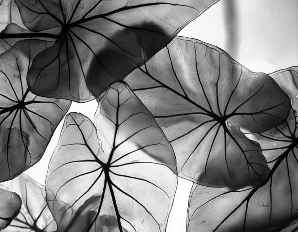 Caladium Leaves in Black and White Digital Download