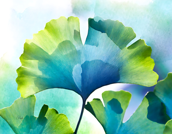 Ginkgo Biloba I Digital Download