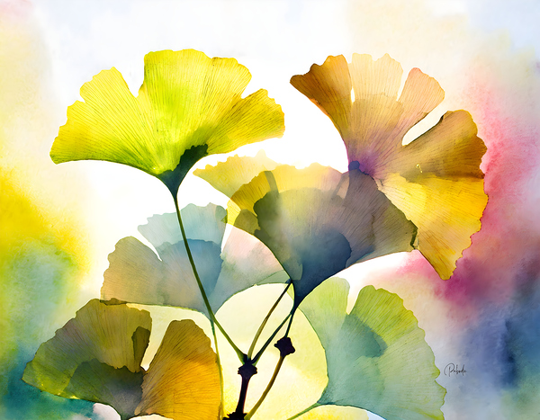 Ginkgo Biloba III Digital Download