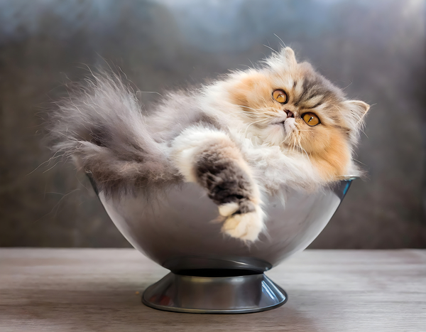 Just Getting Comfy Digital Download