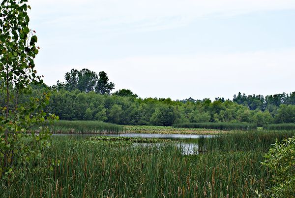 Natural Serenity Digital Download