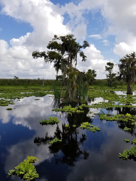 Osprey Reflections Digital Download
