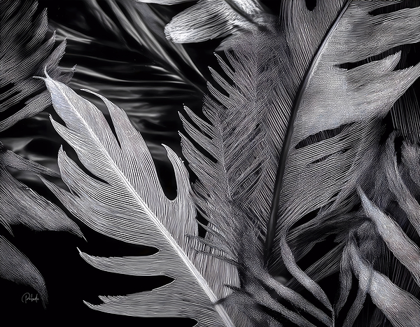 Shades of Night Tropics II Téléchargement Numérique