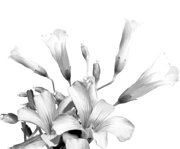 Shamrock Plant Blooms Digital Download