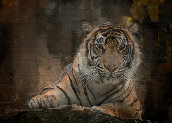 Siberian Tiger Portrait Digital Download