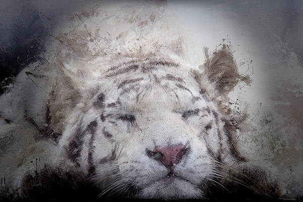 Sleepy White Tiger Digital Download