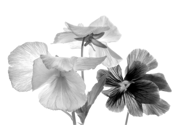 Spring Pansies in Black and White Téléchargement Numérique