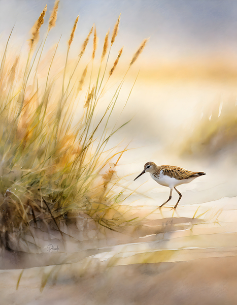 The Sandpiper Shoreline Téléchargement Numérique