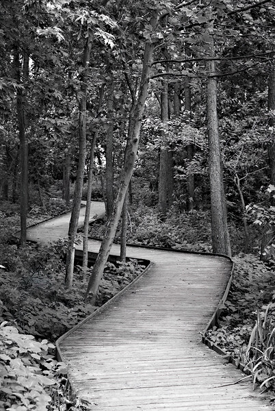 The Wooden Path Digital Download