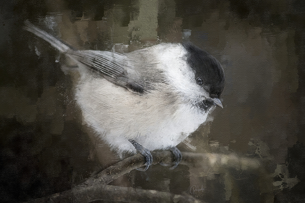 Willow Tit Bird Digital Download