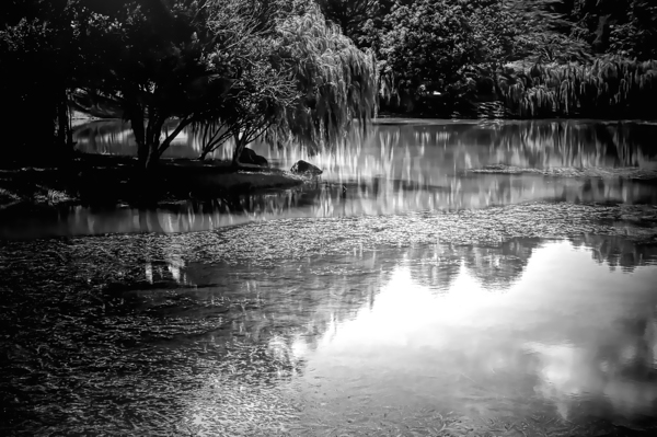 Willow Water Reflections Digital Download